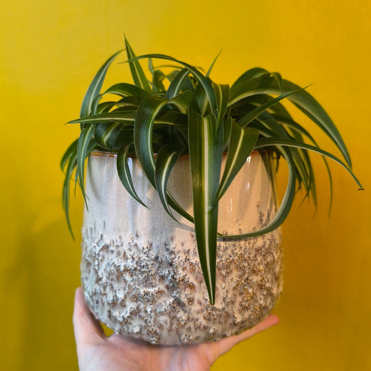 Pot - Mylo Natural