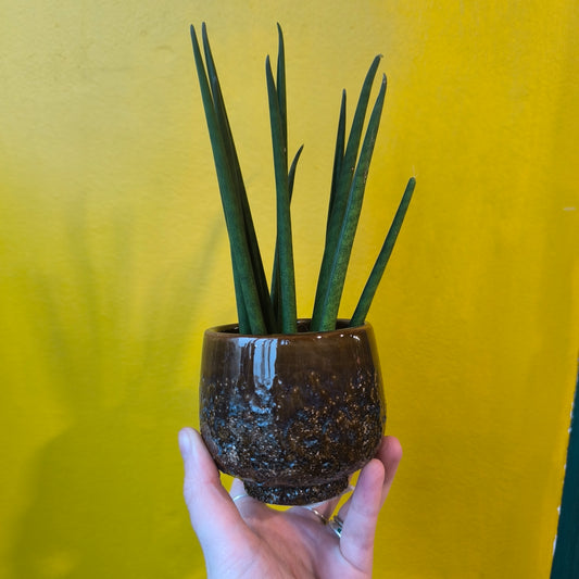 Pot - Mylo Coloured