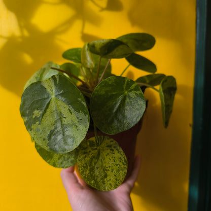 Chinese Money Plant "Mojito"