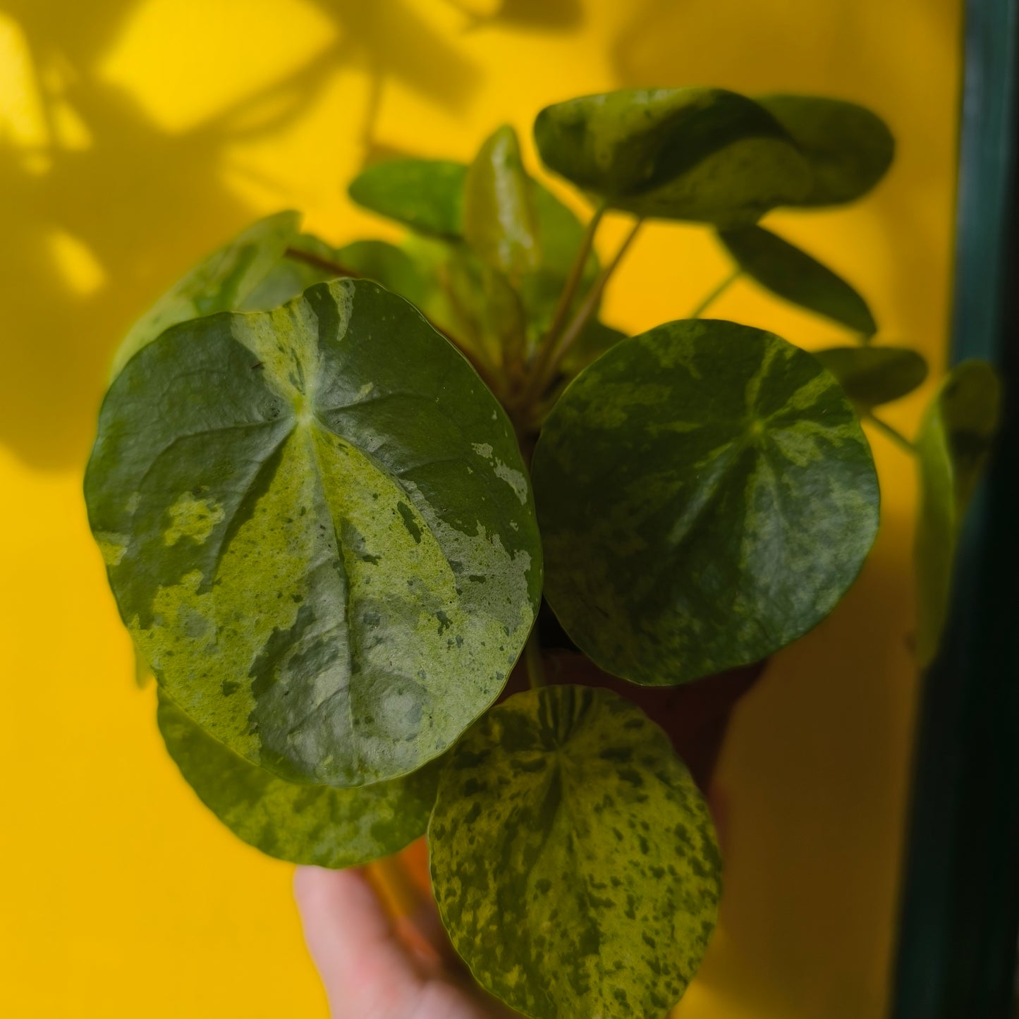 Chinese Money Plant "Mojito"