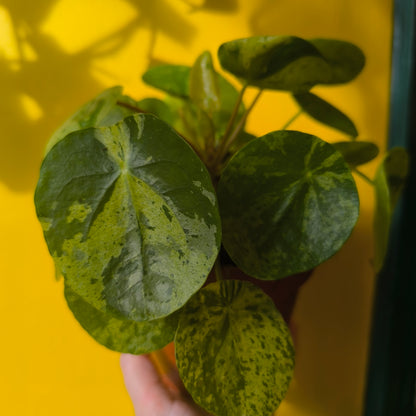 Chinese Money Plant "Mojito"