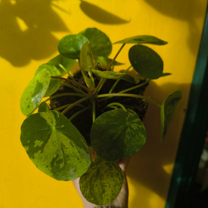 Chinese Money Plant "Mojito"