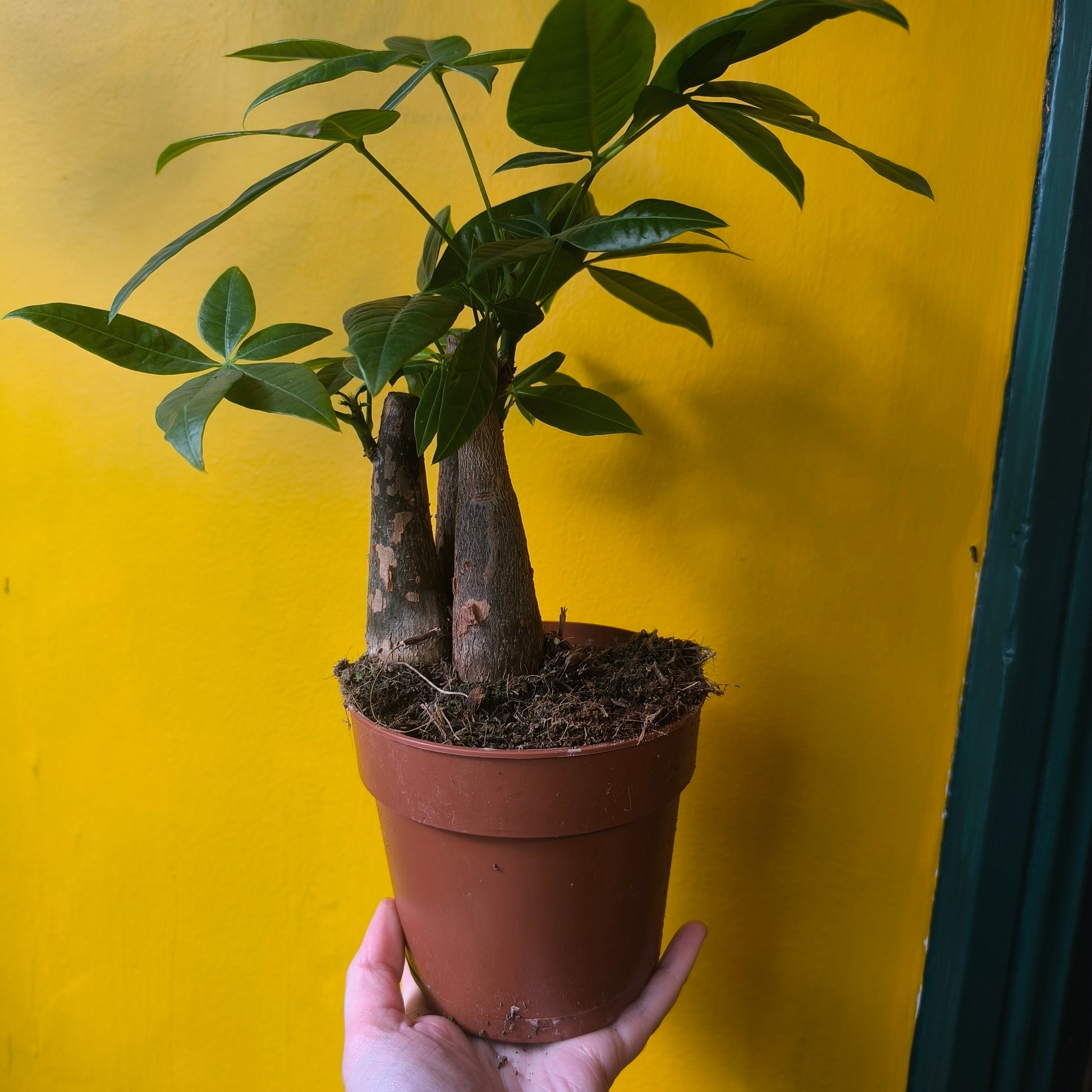 money plant ireland Pachira aquatica (Money Plant)
