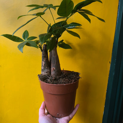 Pachira aquatica (Money Plant) - Medium