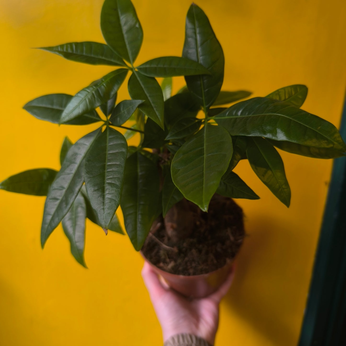 Pachira aquatica (Money Plant) - Medium