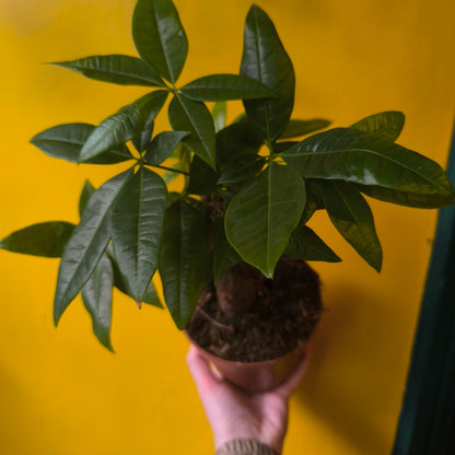 Pachira aquatica (Money Plant) - Medium