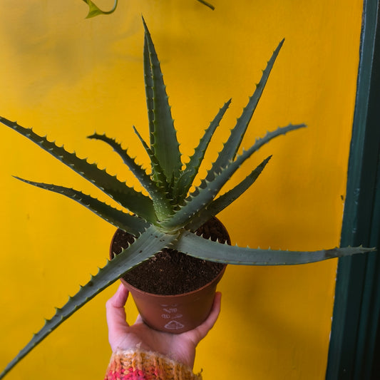 Aloe Tree/Candelabra - Medium