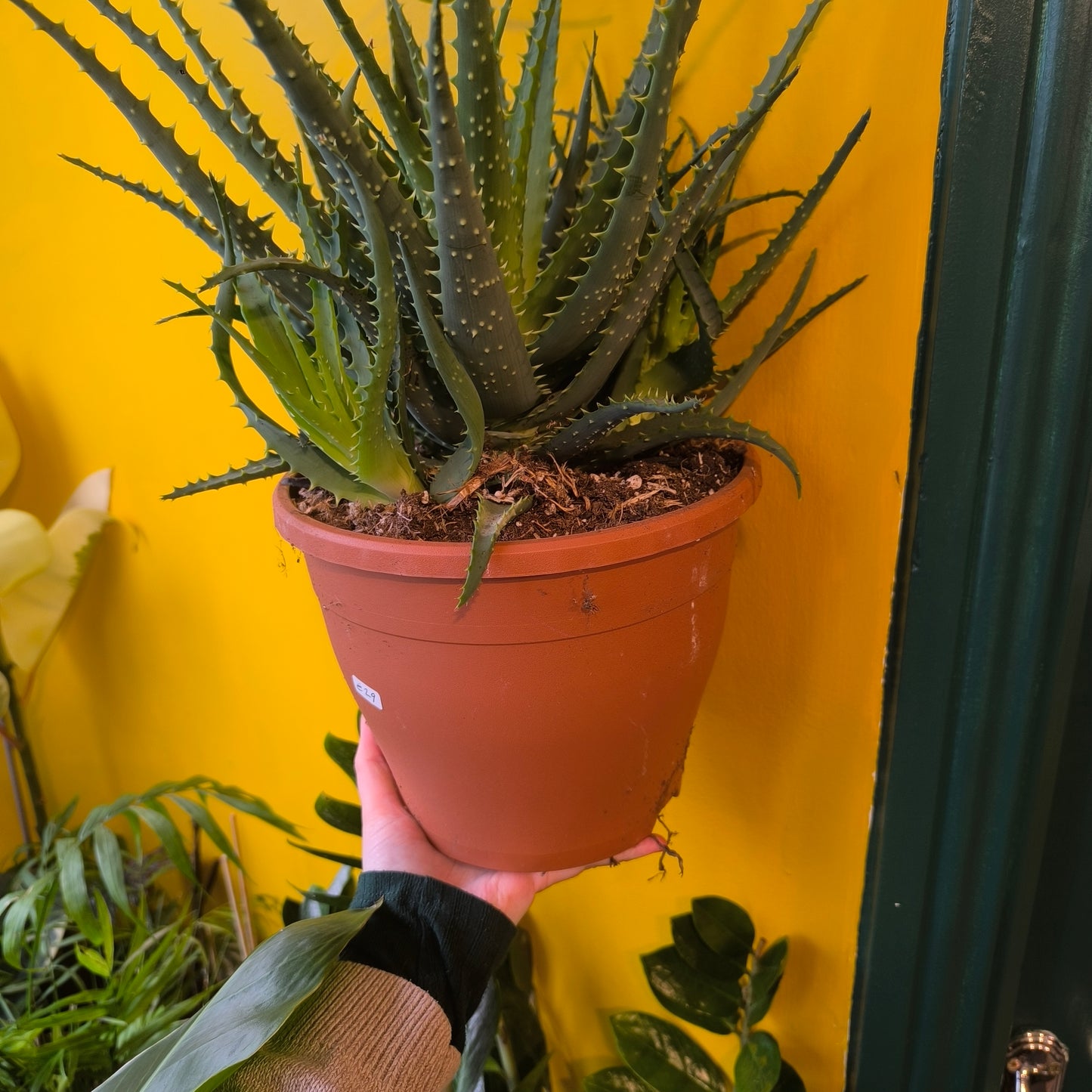 Aloe Tree/Candelabra - Large