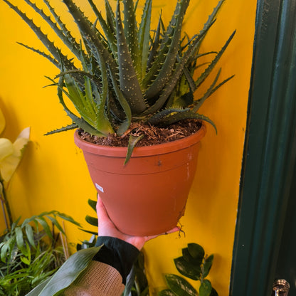 Aloe Tree/Candelabra - Large