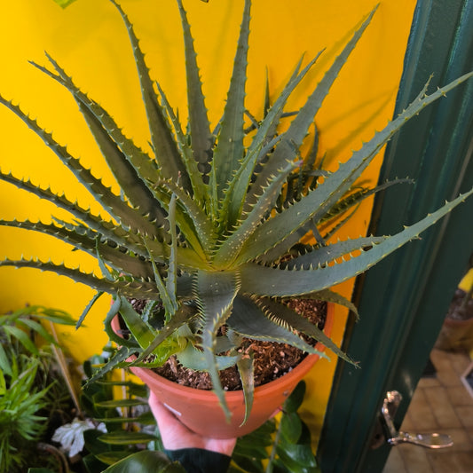 Aloe Tree/Candelabra - Large