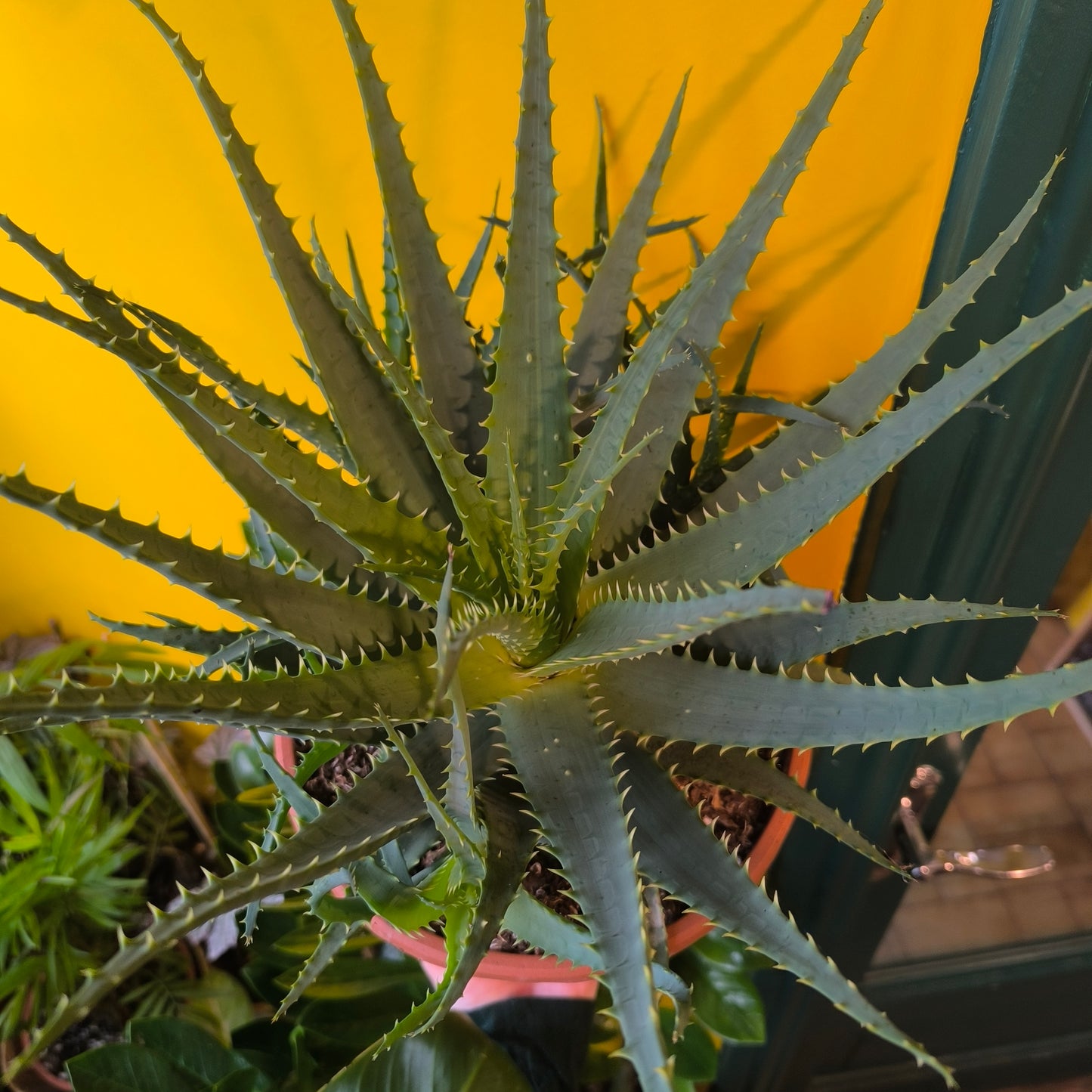 Aloe Tree/Candelabra - Large