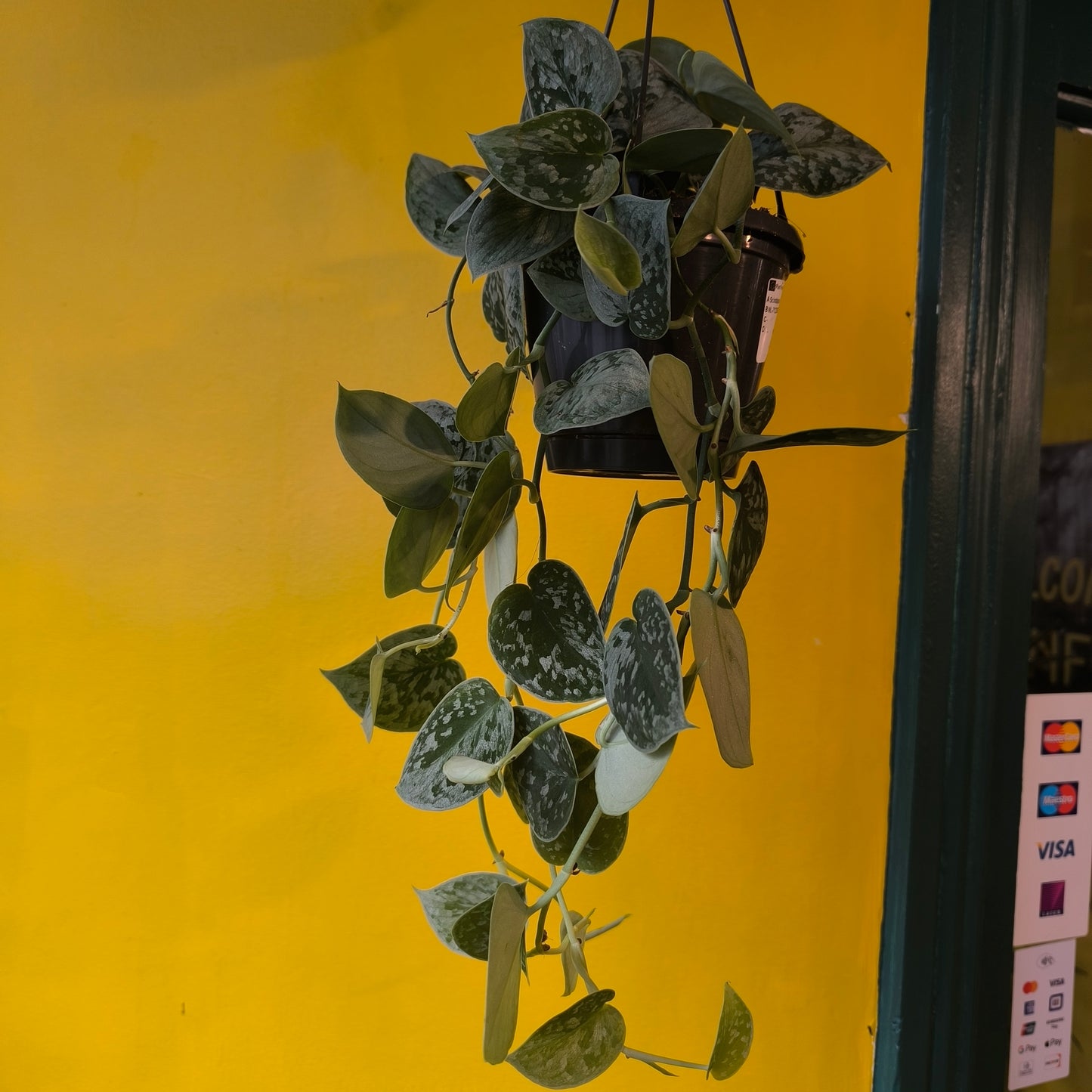 Silvery Ann Pothos