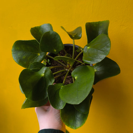 Chinese Money Plant - Medium