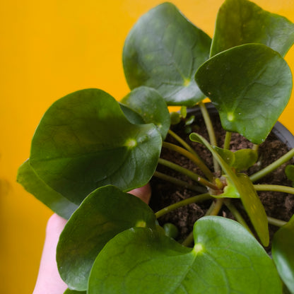 Chinese Money Plant - Medium