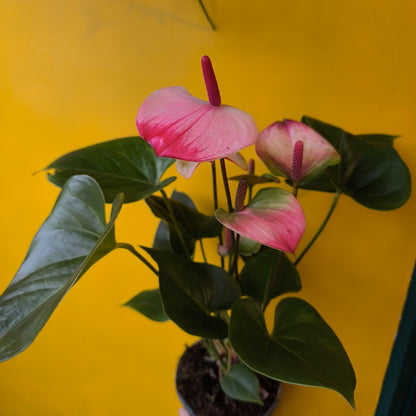 Flamingo Flower `Amalia Elegance` - medium