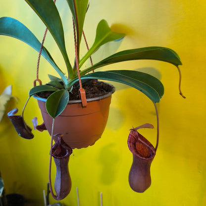 Carnivorous Monkey Cups `Gaya`