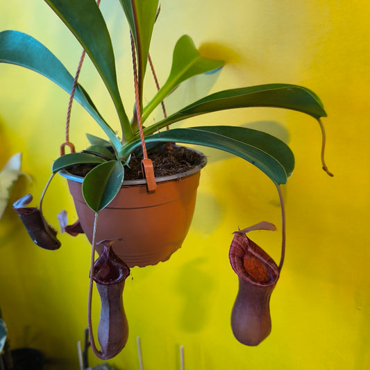 Carnivorous Monkey Cups `Gaya`