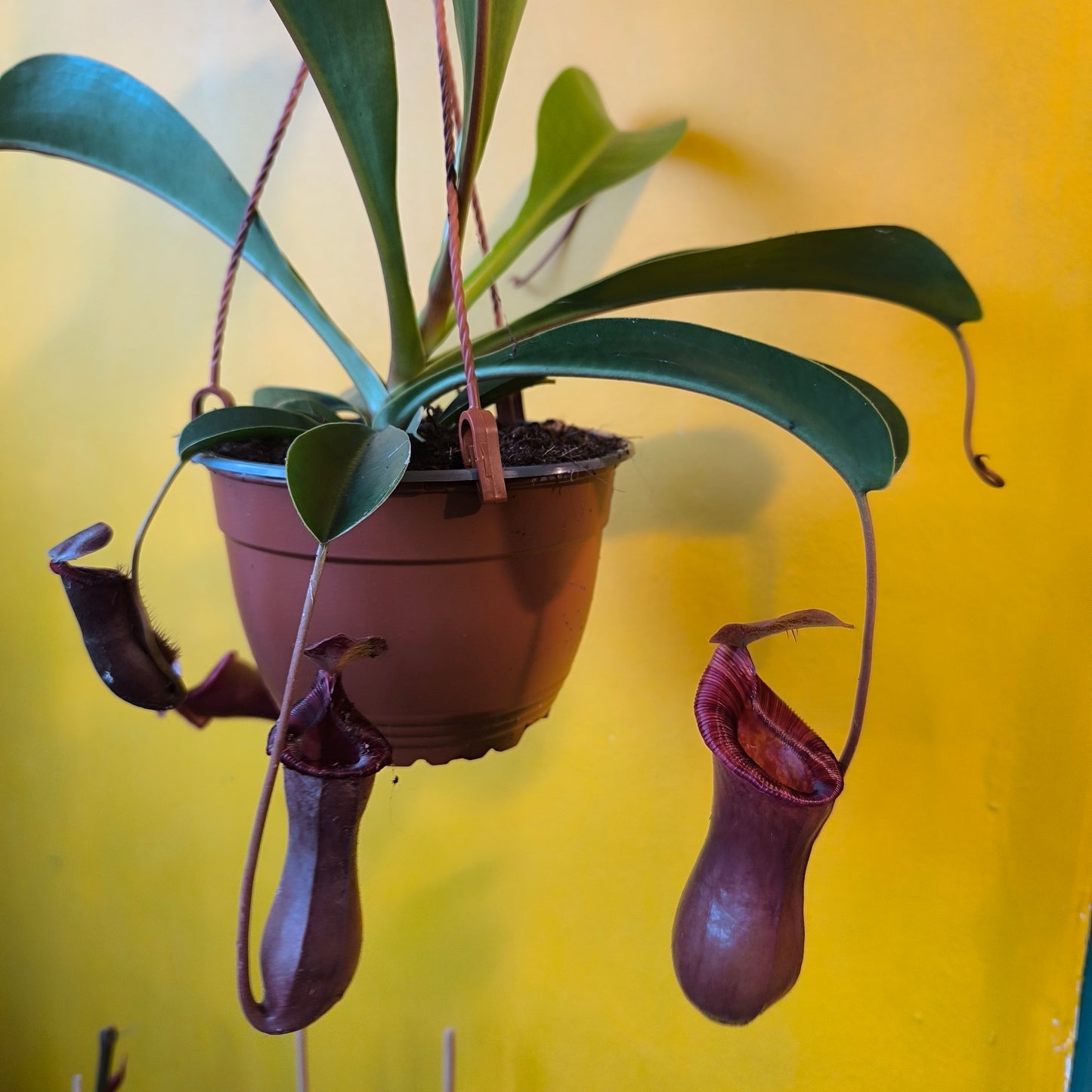 Carnivorous Monkey Cups `Gaya`