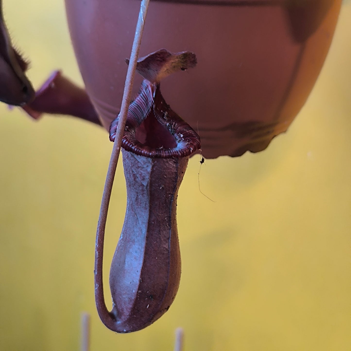 Carnivorous Monkey Cups `Gaya`