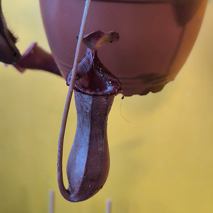 Carnivorous Monkey Cups `Gaya`