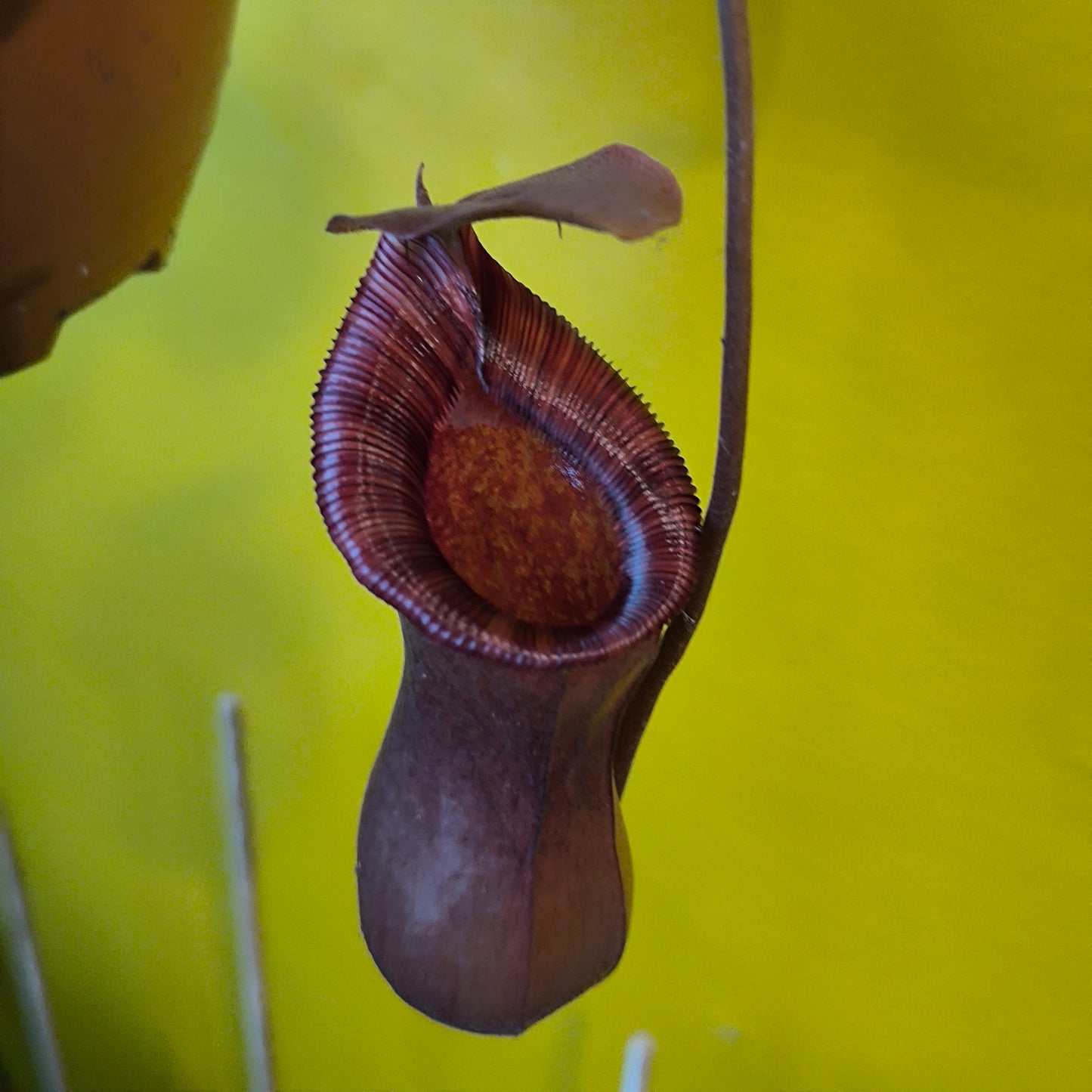 Carnivorous Monkey Cups `Gaya`