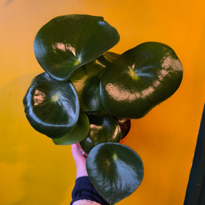 Raindrop Plant - Medium