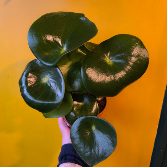 Raindrop Plant - Medium