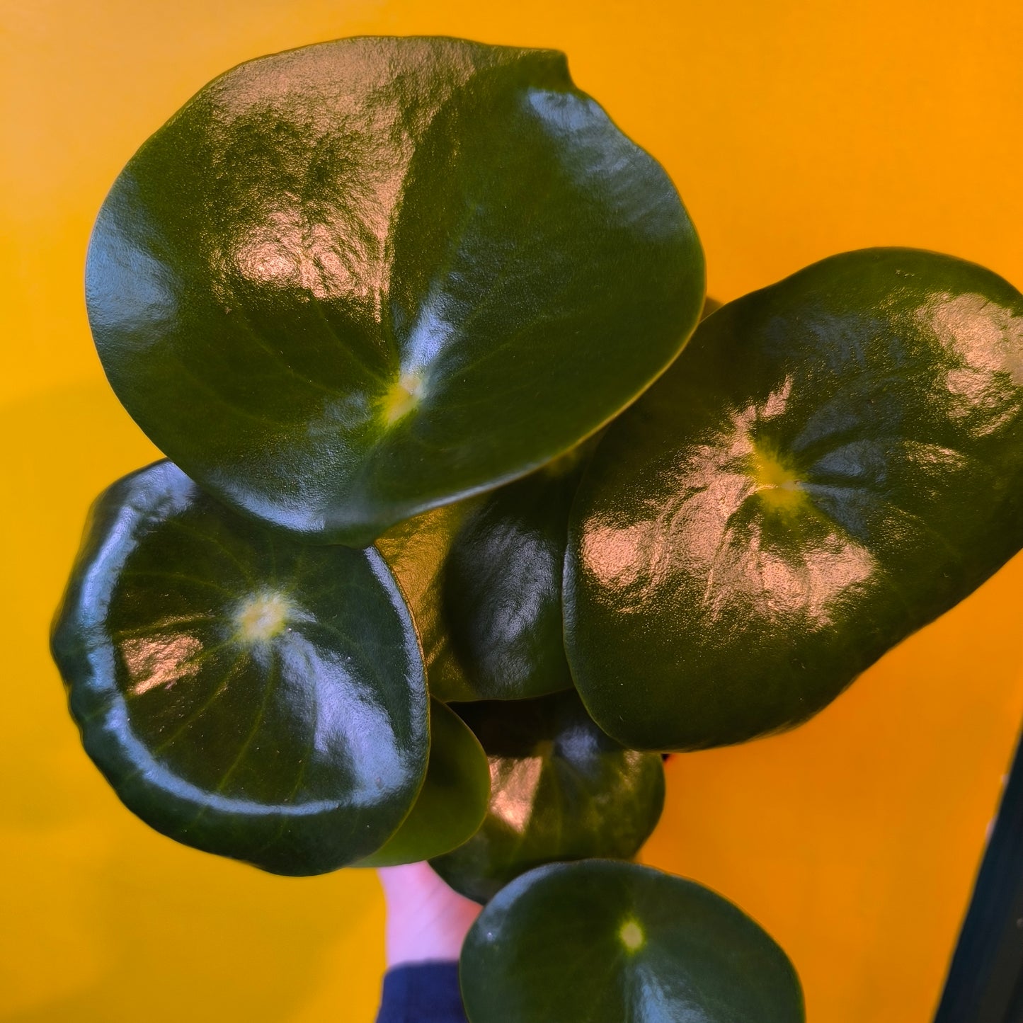 Raindrop Plant - Medium