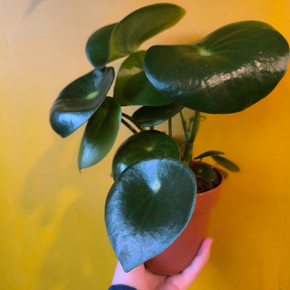 Raindrop Plant - Medium