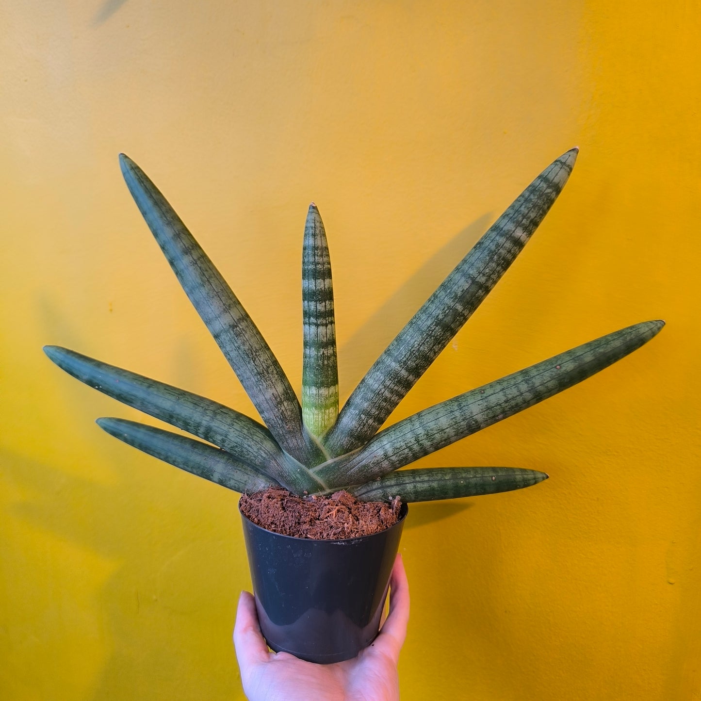 Snake Plant `Skyline` - Medium