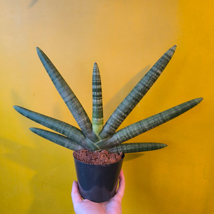 Snake Plant `Skyline` - Medium