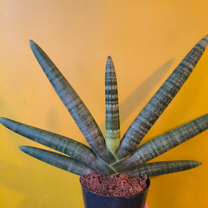 Snake Plant `Skyline` - Medium