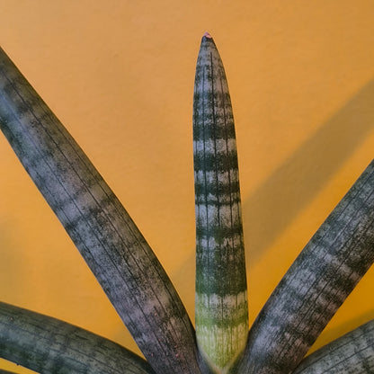 Snake Plant `Skyline` - Medium