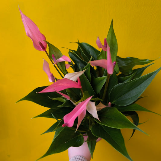 Flamingo Flower `Banderola` Red/Pink/White - Small