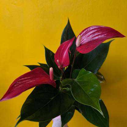 Flamingo Flower `Banderola` Red/Pink/White - Small