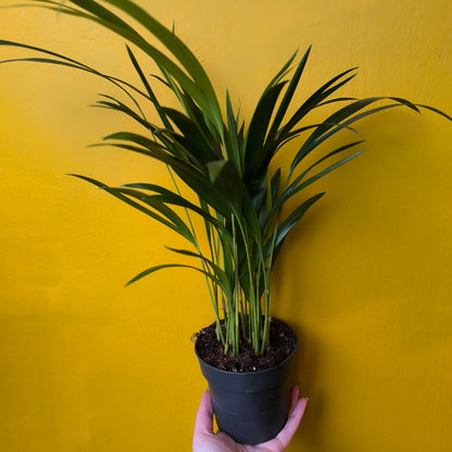Areca Palm - Small