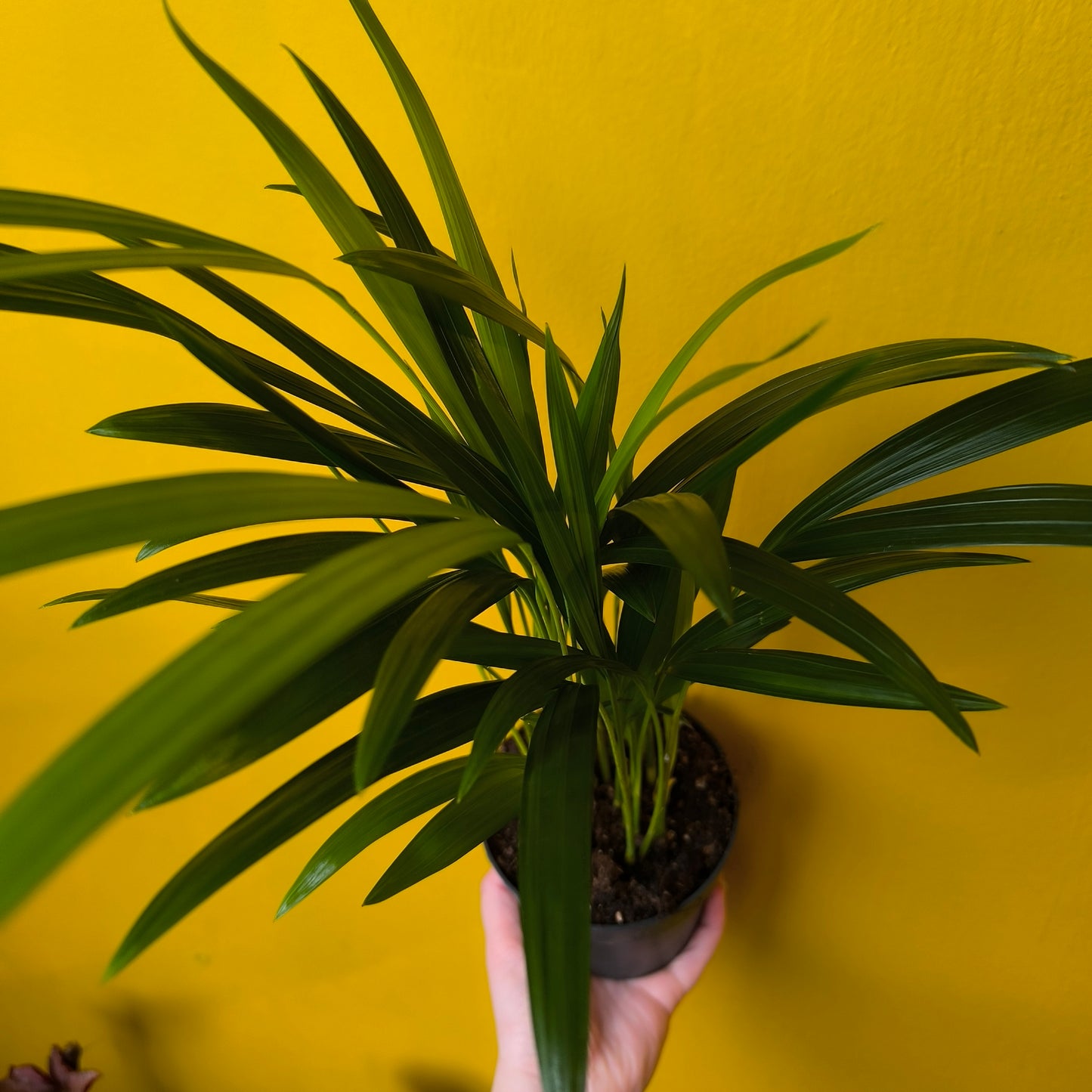 Areca Palm - Small