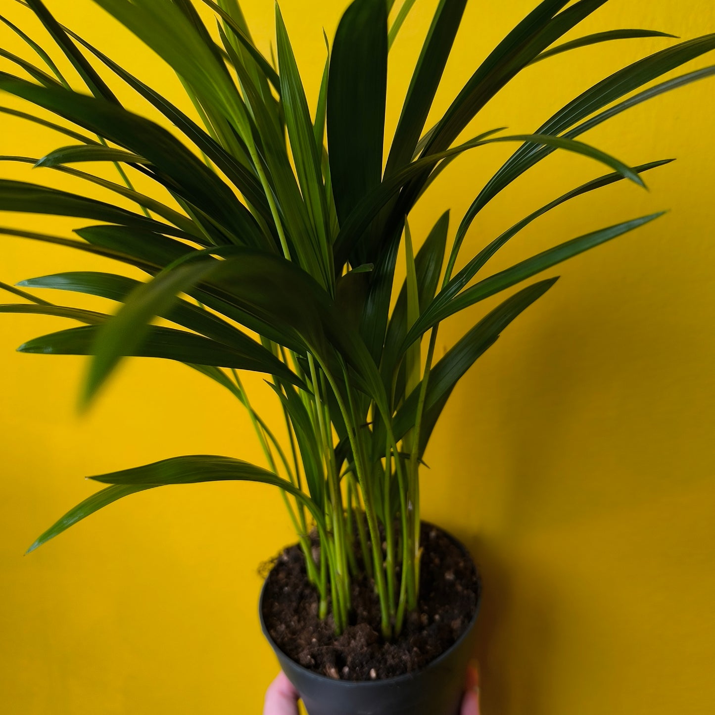 Areca Palm - Small