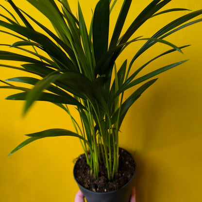 Areca Palm - Small