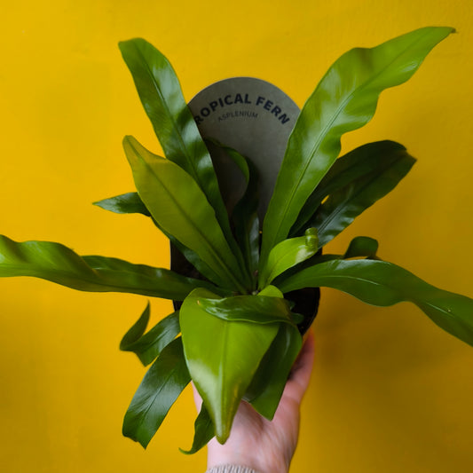 Fern Birds Nest - Medium