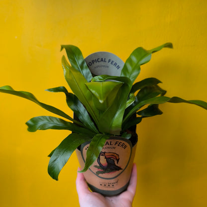 Fern Birds Nest - Medium
