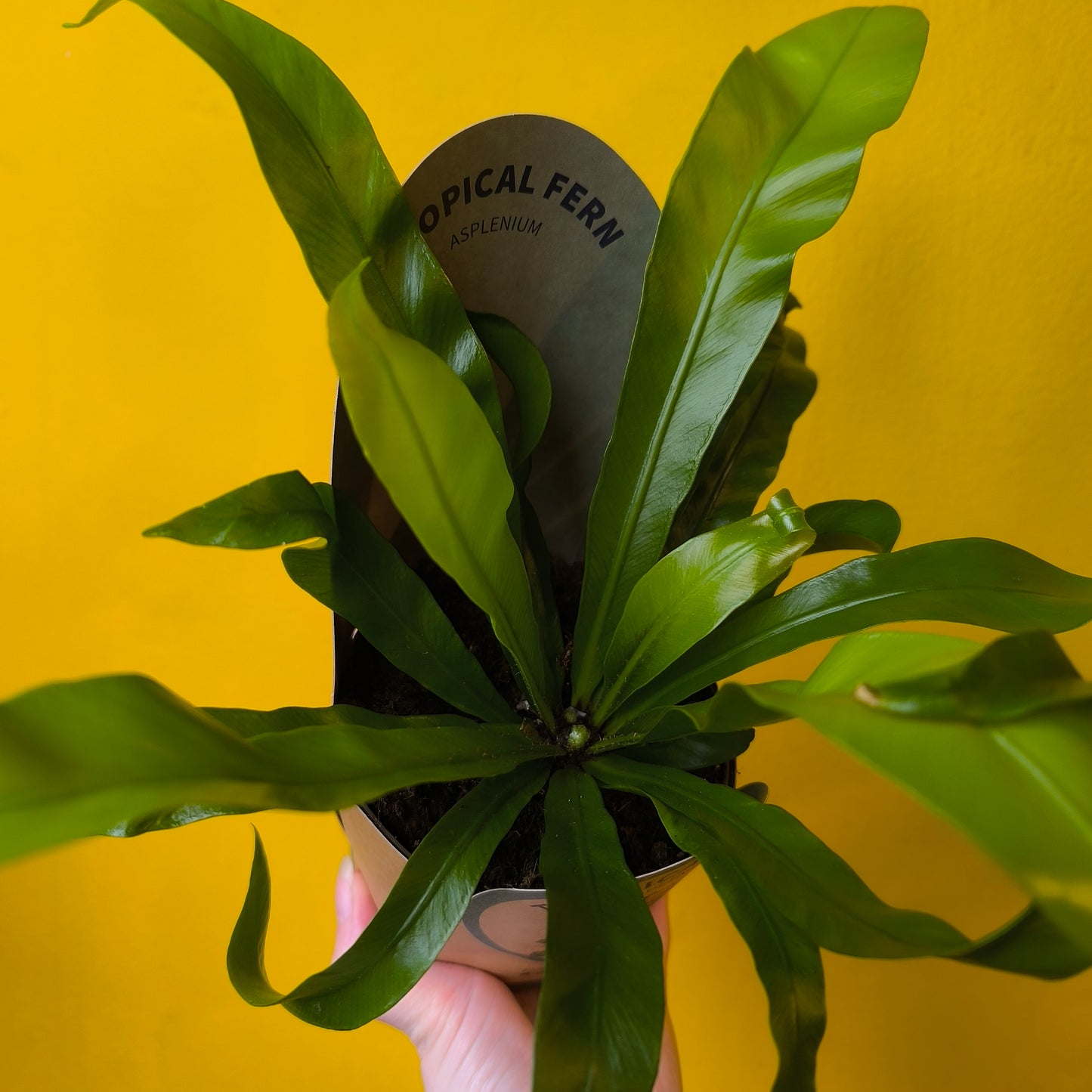 Fern Birds Nest - Medium