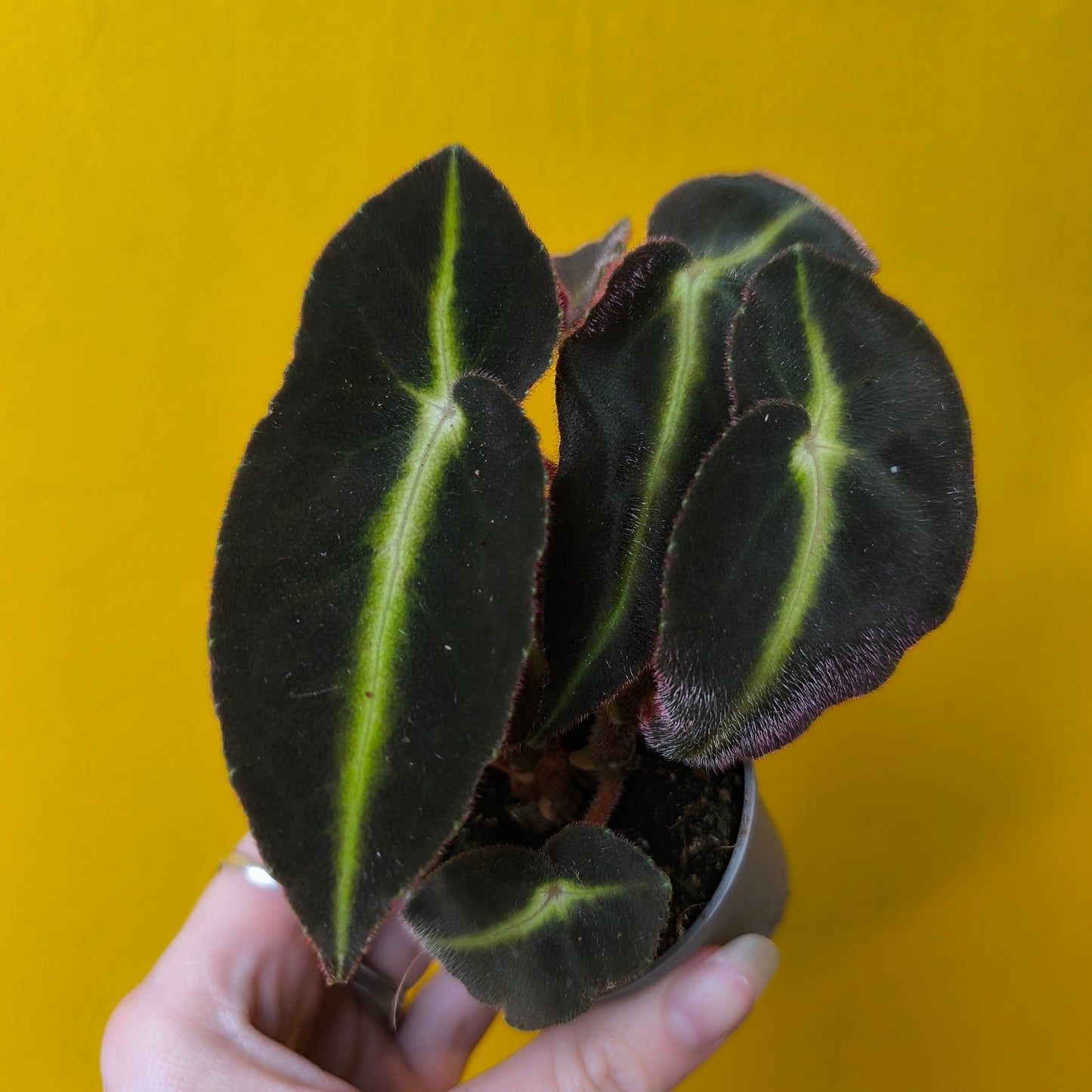Begonia Rex - Mix Mini