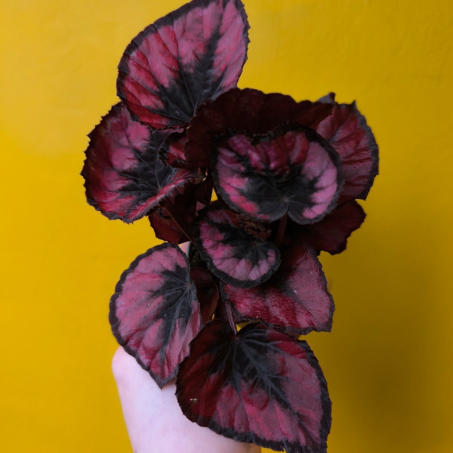 Begonia Rex - Mix Mini