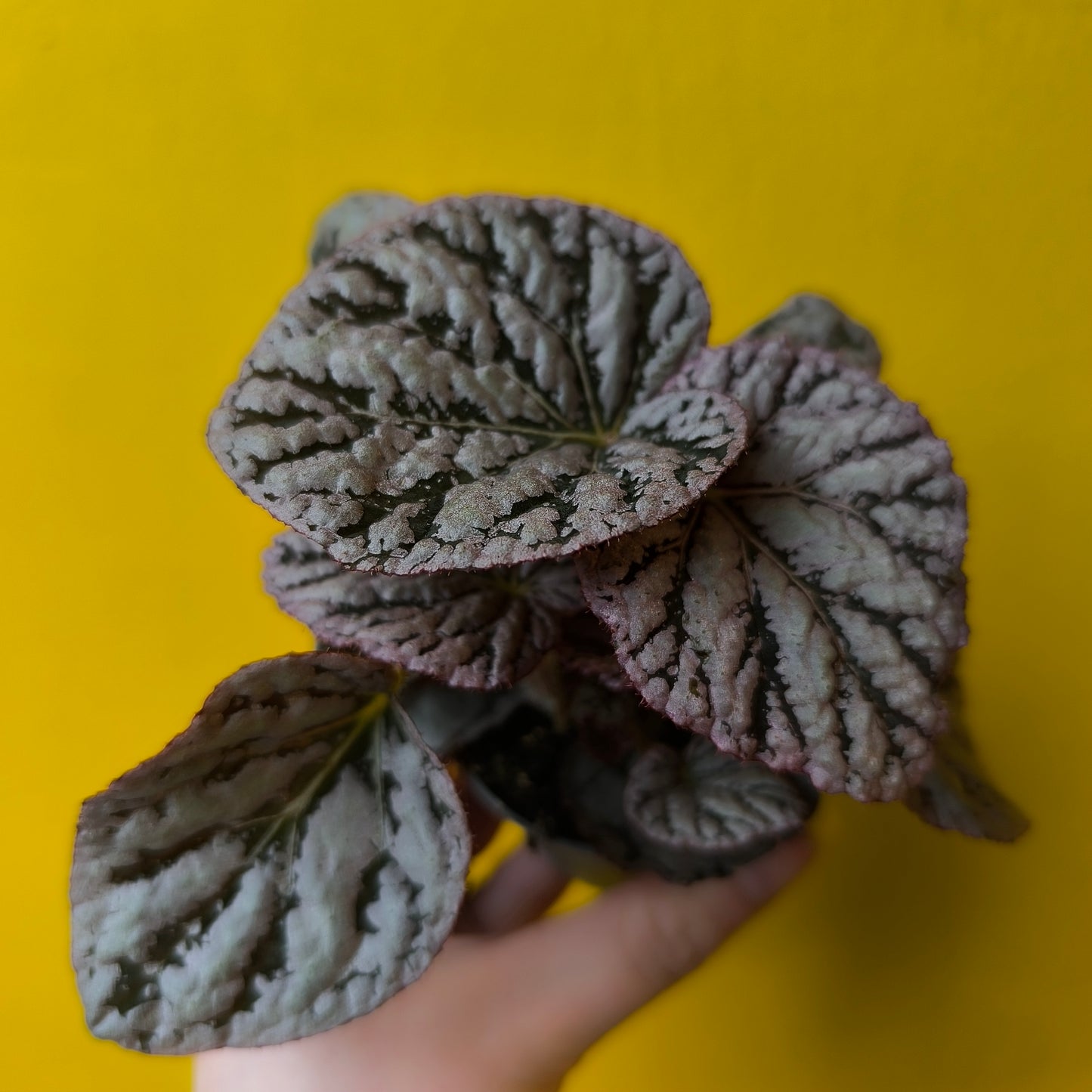 Begonia Rex - Mix Mini