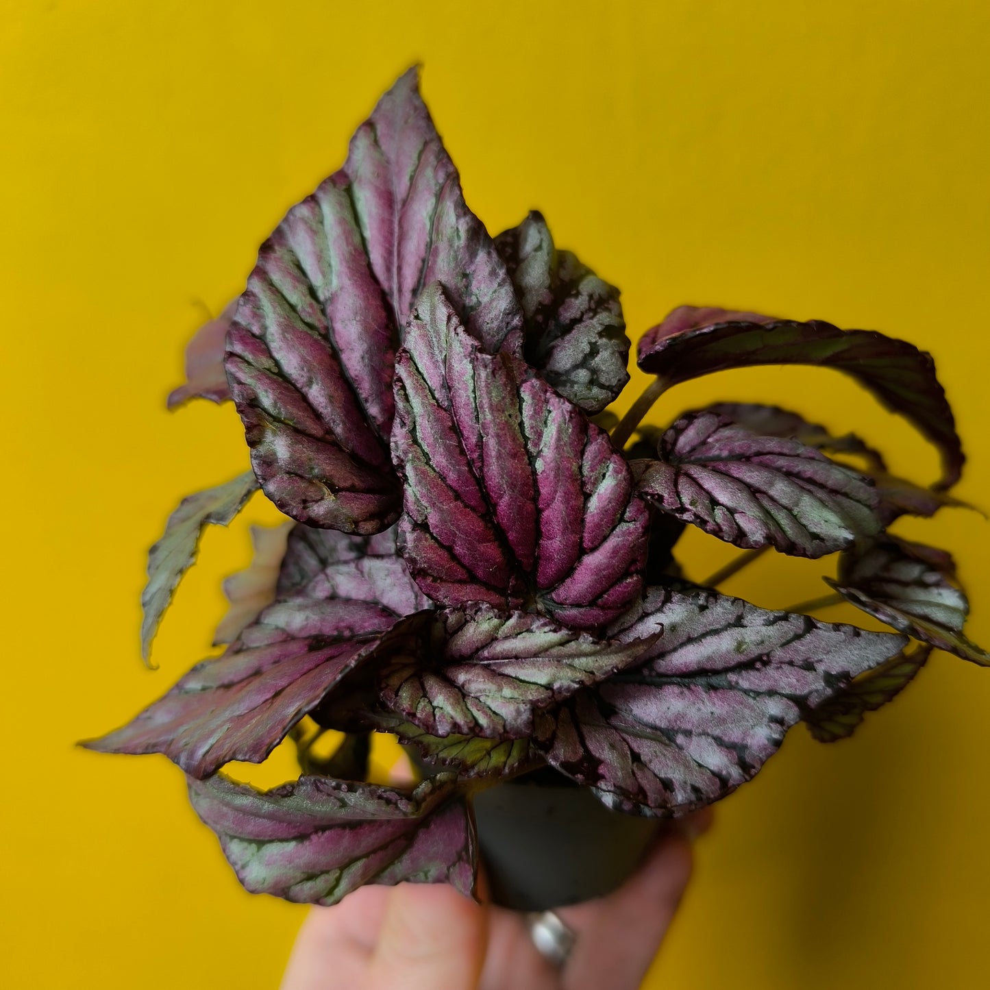 Begonia Rex - Mix Mini