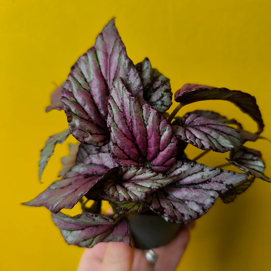 Begonia Rex - Mix Mini