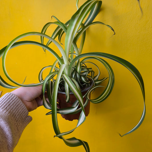 Spider Plant `Bonnie` - Medium
