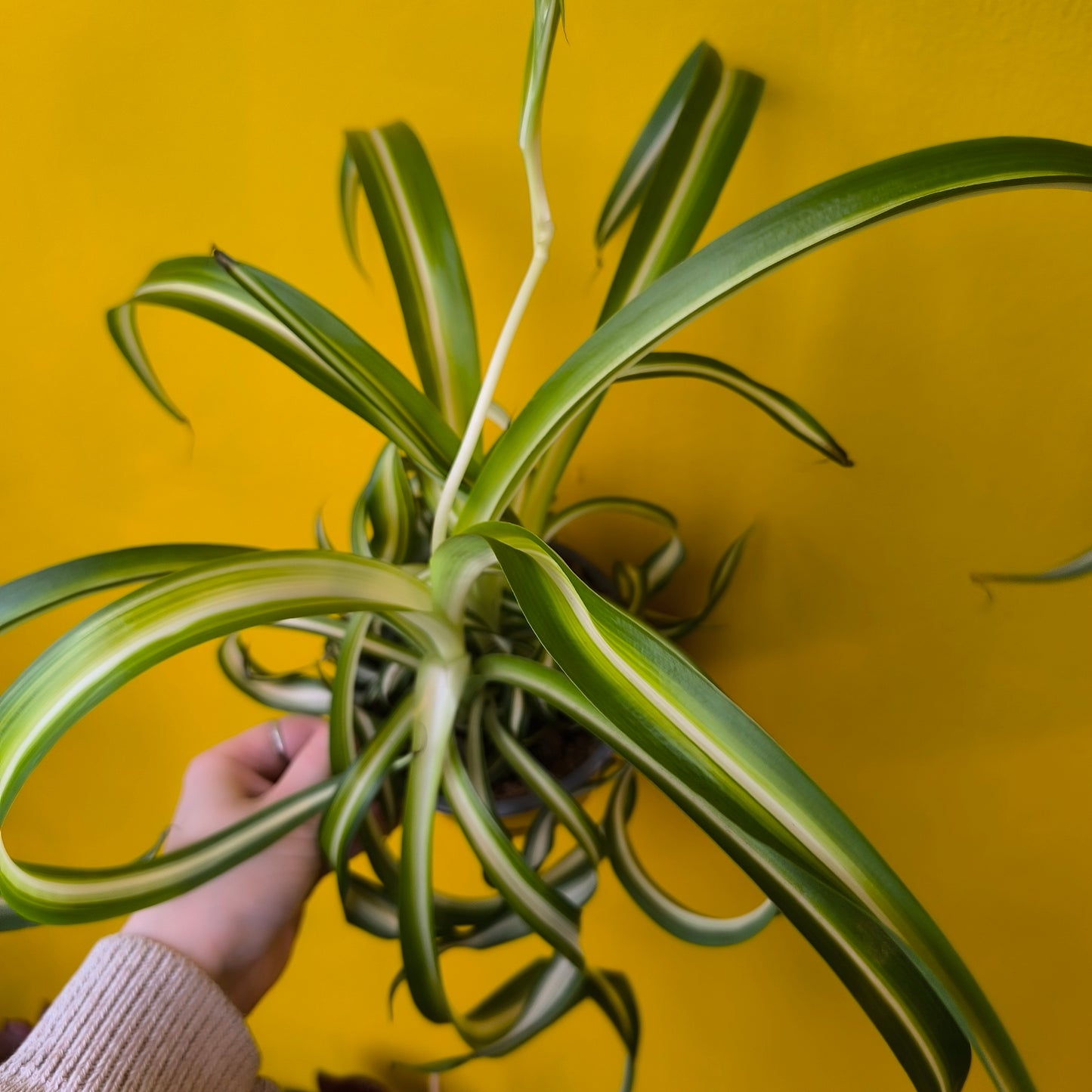 Spider Plant `Bonnie` - Medium