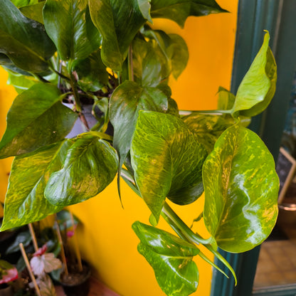 Pothos `Marble Green` -Large